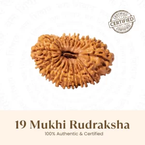 Nepal Origin 19 Mukhi Rudraksha-17mm to 22mm