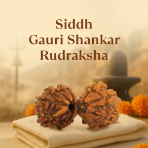 Kashi Siddh Nepal Origin Gauri Shankar Rudraksha-17mm to 22mm